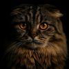 athena_cat