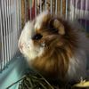 guineapiglivy_145