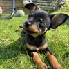 bear_the_captain