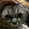 _nnayyies_0