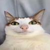 officialnewcat