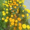 nguyentiem86