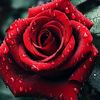 borsha.islam877