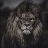 atajanovic_01