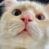 kittiya10101010