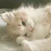 mhanglov_