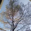 phuong.ngan2212