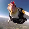 goroncy.kurczak