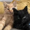 The AC/DC Cats