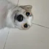 taolmcaideoj