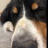 augiedog1247
