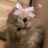 ftoom_g4
