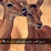 hefa787