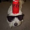 thebalancingdog