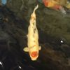 boss_koifish33
