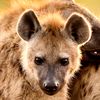 tristenthehyenaguy