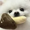 𓇼 ⋆ .˚ 𓆉  𓆝  𓆡  ⋆ .˚ 𓇼