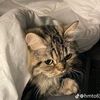 gust.a.cat