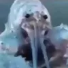 pisunchikii