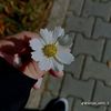 nejim.10