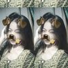 emollimupssbgtzz_31