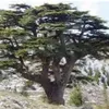 ousi_40