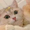 fakesmiles11