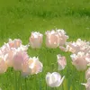 anh_anh_16