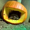 the_shelby_tortoise