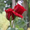 tanjila.tanha61