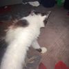 qhurairah_