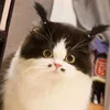 chubbylalala