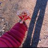xamara._.1