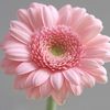 sangeetha.bk