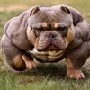 big_boy0870