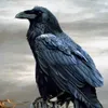 aleks.z77
