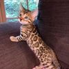 mackoljupci01