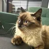 miss_brownie_cat