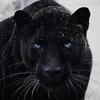 black.panther130