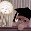 hana.yy17