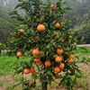 ghulam.abbas0794