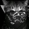 ianrkivesss