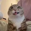 lee_indra4