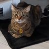 purrfectlyhenri