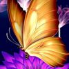 kary.franco1
