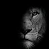 king.mufasaa