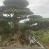 hoangdan979