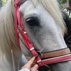 Mee Lyy🤎🐴