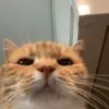 yourlocal_fr3aksh0w