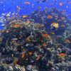 narumon_242